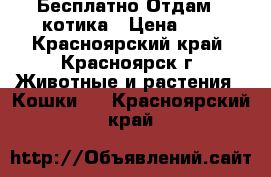 Бесплатно Отдам   котика › Цена ­ 1 - Красноярский край, Красноярск г. Животные и растения » Кошки   . Красноярский край